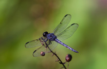 Blue Dragonfly On Leaf