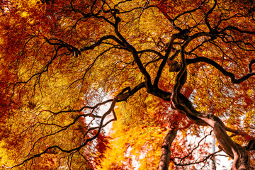 under large weeping viridis laceleaf japanese maple tree with red orange yellow fall autumn foliage 