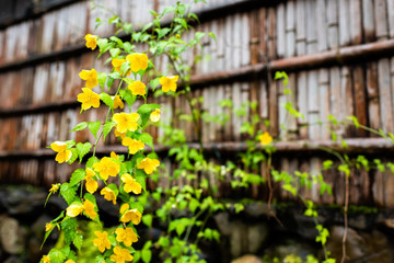 Wall Mural - Kyoto, Japan residential area with closeup of bamboo wet wooden fence with Kerria japonica yellow flowers in garden