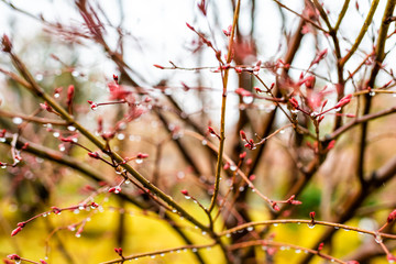 Wall Mural - kyoto, japan cherry blossom sakura tree in early spring with red buds blooming opening in garden wit