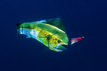 A Female Mahi Mahi Or Dolphin Puts Up A Fight.