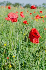 poppy field at the morning