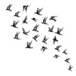 © desertsands - Set of black hand drawn strokes birds, flock. Drawing sketch. On white background. Inspirational body flash tattoo ink.  Vector.