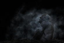 Side View Of Silver Back Mountain Gorilla Sitting And Eating Nut In Back Lit