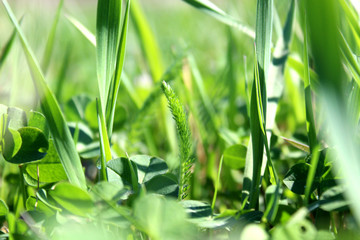 Texture green juicy tall grass on a summer summer day