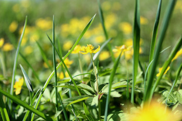 Texture green juicy tall grass with yellow flowers on a summer summer day