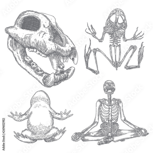 Magic Animal Elements Set Hand Drawn Sketch For Magician Collection Witchcraft Spell Symbols Wolf Dog Head Skull Bone Reptile Frog Skeleton Toad Human Skeleton Meditation In Lotus Pose Vector Buy This