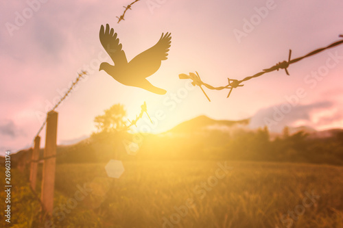 Fotomural free bird enjoying nature on sunset background, hope concept