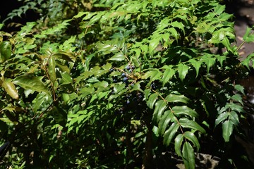 Poster - Japanese mahonia fruits