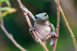 Dumpy frog pose