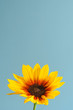 sunflower isolated on blue sky background