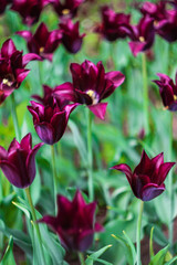 Sticker - dark purple tulips on a flower bed