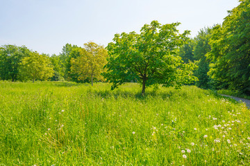 Trees in a green field below a blue cloudy sky in sunlight in spring