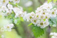 Blooming Hawthorn Flower With Green Leaf On Branch 