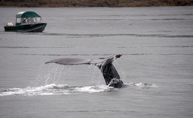 Wall Mural - Humpback Whale Fluke and boat