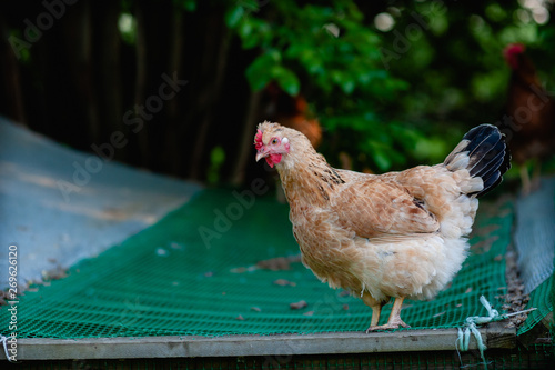 Funny Light Red Hen With A Small Tuft Walks On The Roof Of The