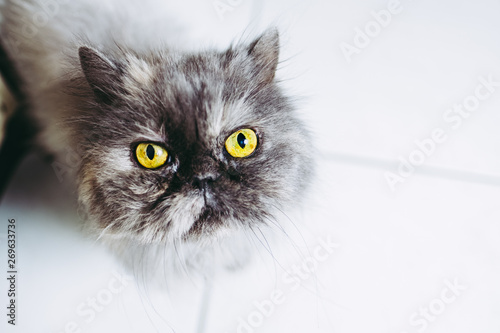 Portrait Dun Chat Persan Gris Buy This Stock Photo And