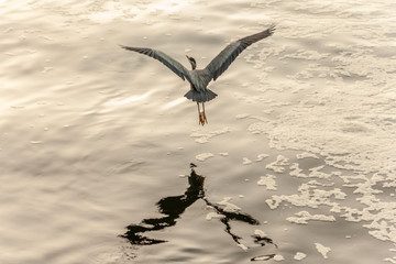 great blue heron