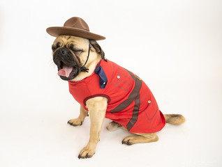 Wall Mural - Cute Pug dog wearing a Royal Canadian Mounted Police costume