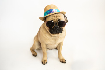 Sticker - Cute pug dog wearing a summer panama hat & sunglasses