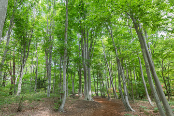  新緑の森林　環境保護イメージ