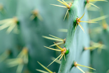 Needles Of Green Cactus Close Up, Macro Photo