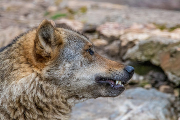 Wall Mural - portrait of a wolf