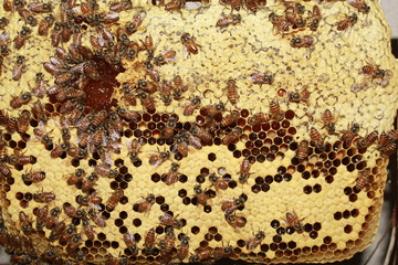 Larvae of bees and worker bees in the honeycombs and honey cells in the apiary.Apiculture