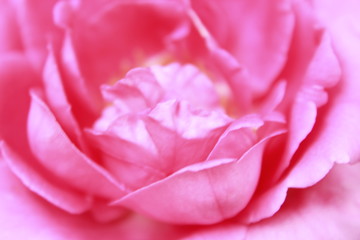 pink rose closeup