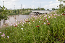 Wildflowers In Foreground Flooded Parkland And The Skyline Of Tulsa OK Blurred In The Background And Cars And Pedestrian On Riverside Parkway To The Side - Shallow Focus