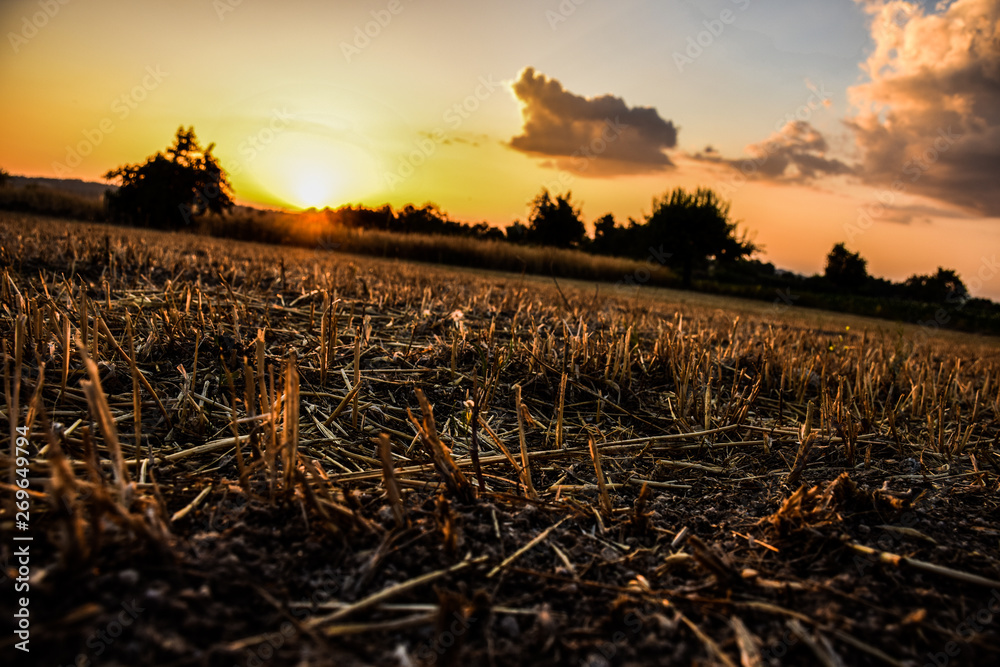 Restolho. Fim da colheita anual.