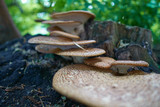 Fototapeta Dmuchawce - Cerioporus squamosus or pheasant's back mushroom in the forest.