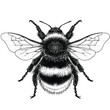 Illustration of a Buff-Tailed Bumblebee