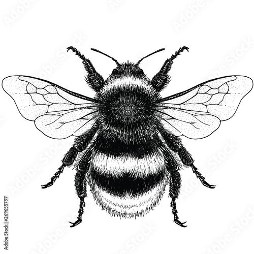 Fotografía Illustration of a Buff-Tailed Bumblebee