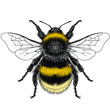 Illustration of a Female Buff-Tailed Bumblebee