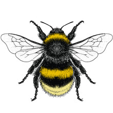 Illustration Of A Female Buff-Tailed Bumblebee