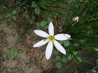 white flower in the garden