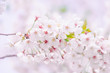 © Karan_Colon - 満開の桜