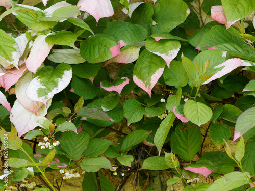 Le Kiwi Arctique Ou Actinidia Kolomikta Une Plante