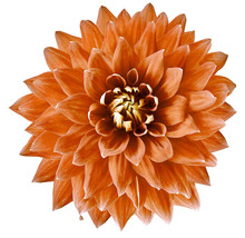 Orange  Flower Dahlia On A White Background Isolated With Clipping Path. Closeup. Big  Flower For Design. Dahlia.