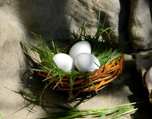 White chicken eggs in basket or nest on burlap background. Grass. County concept