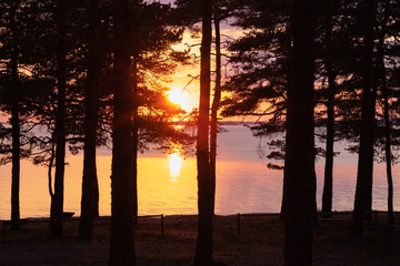 Wall Mural - sunset in the forest