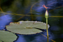 A Red Dragonfly Is On A Lotus Flower Bud