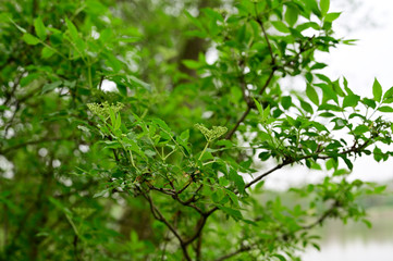 Wall Mural - Elder flower buds and fresh green leaves after rain.