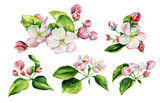 Fototapeta Sypialnia - A blooming branch of apple tree in spring watercolor. Hand drawn apple tree branches and flowers .Perfect for invitations and wedding cards.
