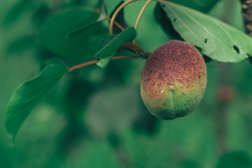 Poster - Close up green apricot on a tree.