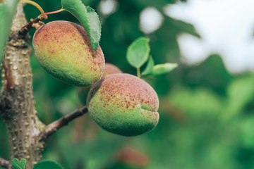 Poster - Close up green apricot on a tree.