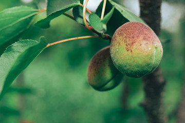 Poster - Close up green apricot on a tree.