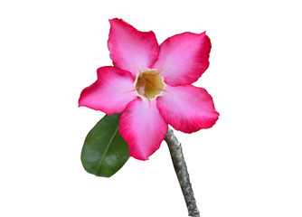 Wall Mural - Pink bignonia flowers on white background