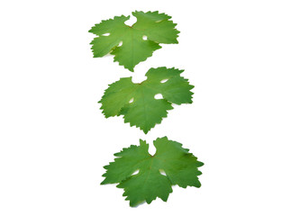 Wall Mural - vine leaves isolated on background